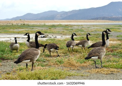 A Group Of Canadian Geese Birds In California, USA, Lake Elsinore In The Background The Santa Ana Mountains