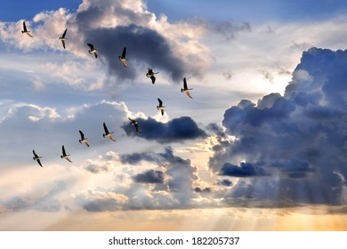 Group of Canadian geese flying in V-formation over sunburst