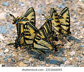 Group of Canadian Tiger Swallowtail Butterflies resting on the ground and enjoying their environment and habitat surrounding. Butterfly colony. - Powered by Shutterstock