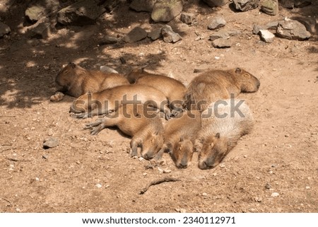 a group of capybara animals that are laying down in the dirt, lonely family, zoo