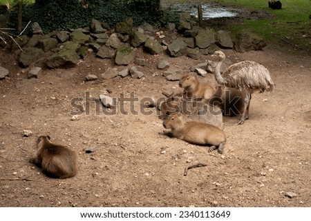 a group of capybara animals that are laying down in the dirt, lonely family, zoo
