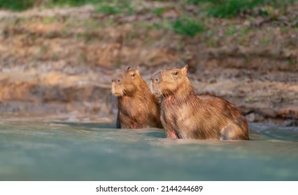 Close Capybara Bird Cattle Tyrant Sitting Stock Photo 1897480768 ...