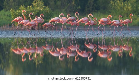 Die Gruppe der Karibischen Flamingos steht mit Reflexion im Wasser. Kuba. Eine ausgezeichnete Illustration.