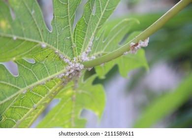 A Group Of Cassava Mealybugs 