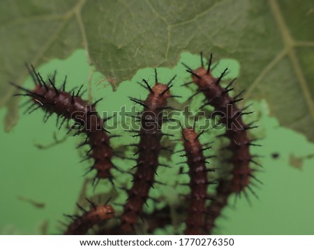 A group of catapillers feeding on a leaf