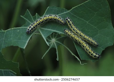 Group of caterpillars Pieris brassicae eats leaves of young nasturtium. The caterpillars of the cabbage butterfly larvae eat the green leaves
