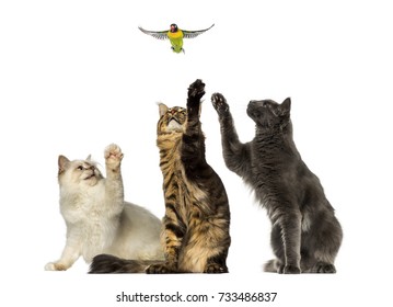 Group of cats chasing a lovebird, isolated on white
