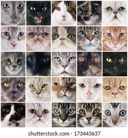 76,833 Cat group Images, Stock Photos & Vectors | Shutterstock