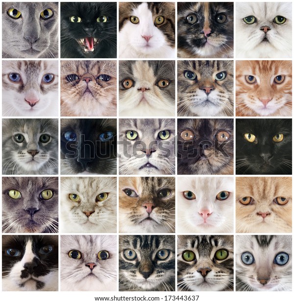 Group Cats Composite Picture Stock Photo 173443637 | Shutterstock