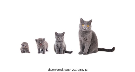 Group Of Cats Of Different Ages Sitting On A White Background