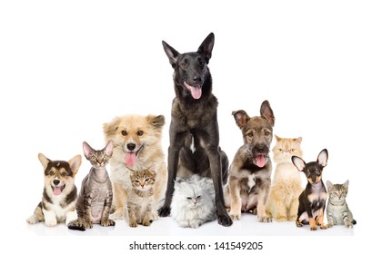 Group Of Cats And Dogs In Front. Looking At Camera. Isolated On White Background