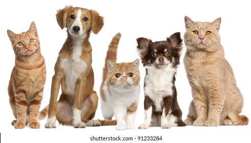 Group of cats and dogs in front of white background
