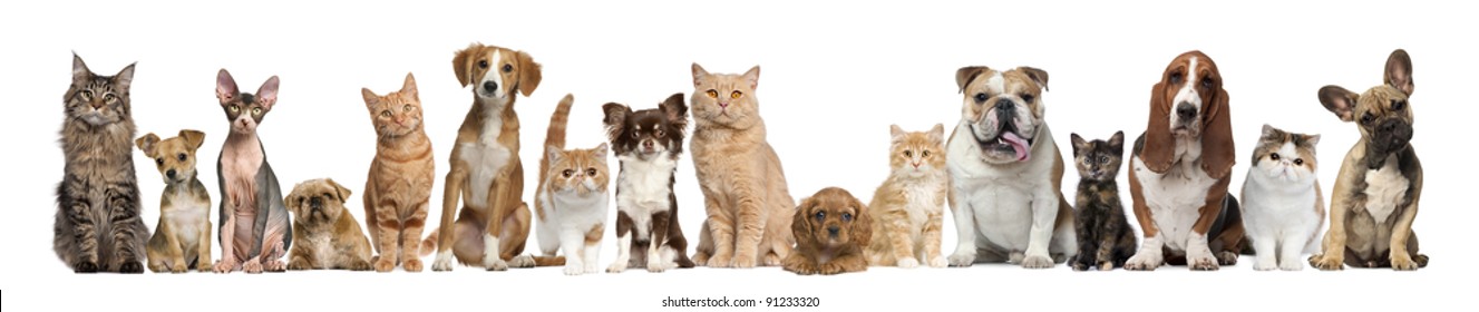 Группа кошек и собак перед белым фоном