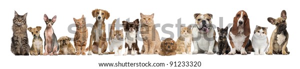 20,930 Species Dogs Images, Stock Photos & Vectors | Shutterstock