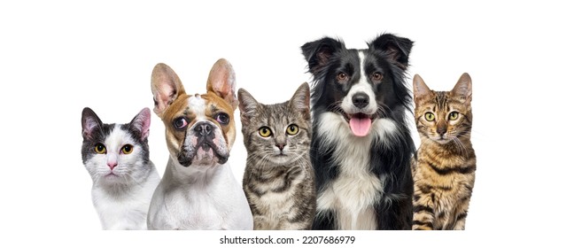 Group Of Cats And Dogs Looking At The Camera Isolated On White