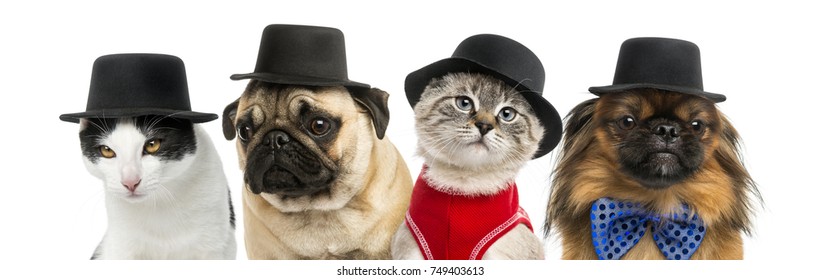 Group of cats and dogs wearing a black hat