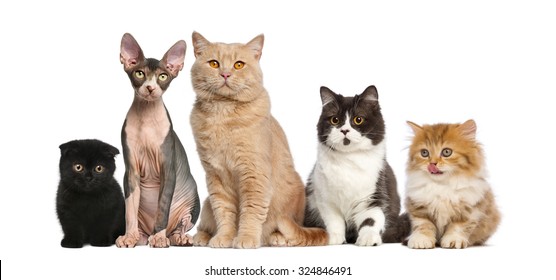 Group Of Cats In Front Of A White Background