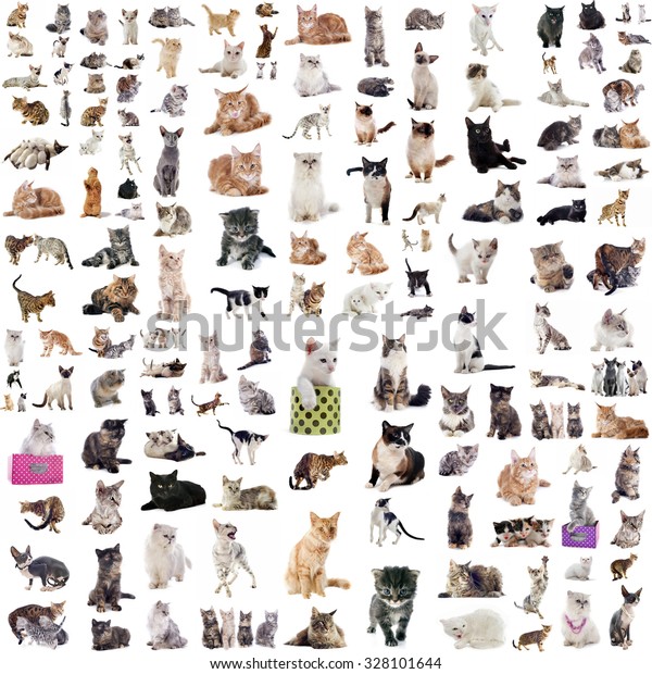 Group Cats Front White Background Stock Photo 328101644 | Shutterstock