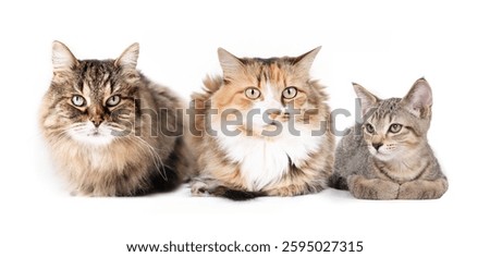 Group of cats lying while looking at camera. Fluffy three cats with with legs tucked under body. Multi pet household or cat buddies. Long hair cats and short hair kitten. Selective focus.