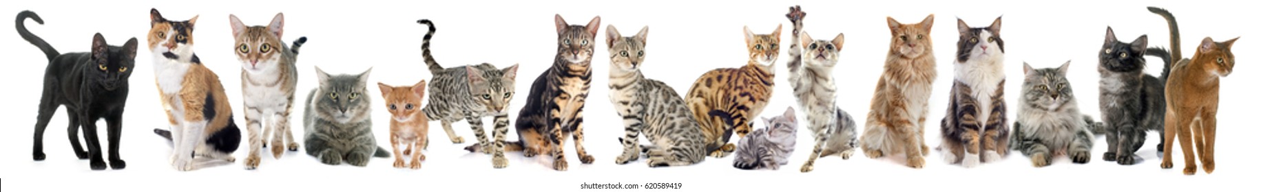 Group Of Cats On A White Background