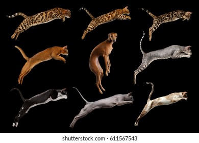 Group Of Cats And One Clumsy Dog In Jumping, On Isolated Black Background, Side View