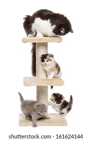 Group Of Cats Playing On A Cat Tree, Isolated On White