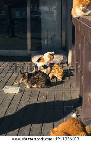 Group of cats sitting down under the sun light at the wooden ground