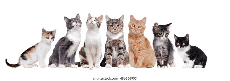 A Group Of Cats Sitting In A Raw On White Background