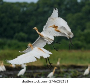 Group of cattle egrets (Bubulcus ibis) flying gracefully over a wetland area with lush green background. Wings fully spread, captured in motion with natural light and soft depth of field. Wildlife scene showcasing elegant avian movement in their natural habitat. Ideal for nature, ornithology, environmental, and freedom concepts.