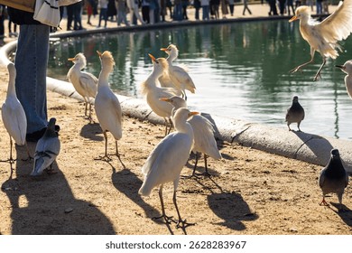 Group of cattle egrets and pigeons on lake shore during sunny afternoon. Birds stand and interact near water, people blurred in background.
 - Powered by Shutterstock - Get 15% off with code: PIKWIZARD15