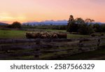 A group of cattle in front of a mountain range at sunset.