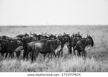 Similar – wildebeest in Masai Mara National Park in Kenya Africa