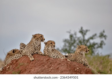 A group of cheetahs resting on a large rock and looking around. - Shutterstock ID 2364349501