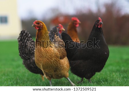 Group of chickens in back yard. 