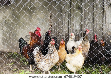 Group of chickens going out from coop.