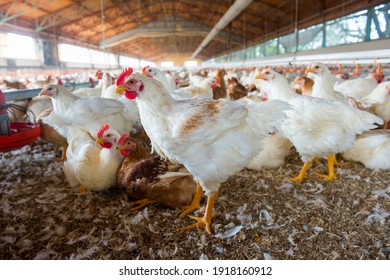 group of chickens on the farm