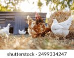 Group of chickens on a farm yard chicken eco farm, free range chickens and care of poultry, raising chickens on a poultry farm