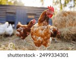 Group of chickens on a farm yard chicken eco farm, free range chickens and care of poultry, raising chickens on a poultry farm