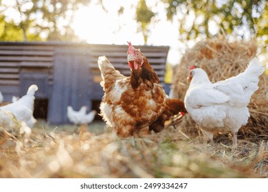 Group of chickens on a farm yard chicken eco farm, free range chickens and care of poultry, raising chickens on a poultry farm - Powered by Shutterstock