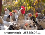 A group of chickens on a walk on a sunny day. A handsome rooster stands in a pen among his friends. Chicken meat for sale. A poultry farm. Animal husbandry. Village life