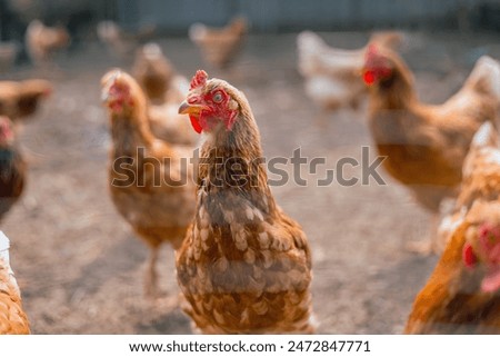 Similar – Image, Stock Photo chicken Animal Farm animal