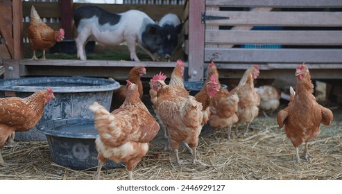 A group of chickens are standing in a pen next to a pig. The chickens are eating from a trough and the pig is eating from a trough as well - Powered by Shutterstock