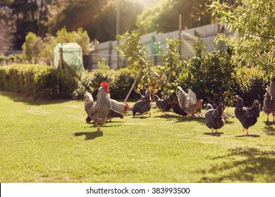 Group Of Chickens Walking Around A Green Lawned Garden On A Free Range Urban Farm, With Gentle Sunlight