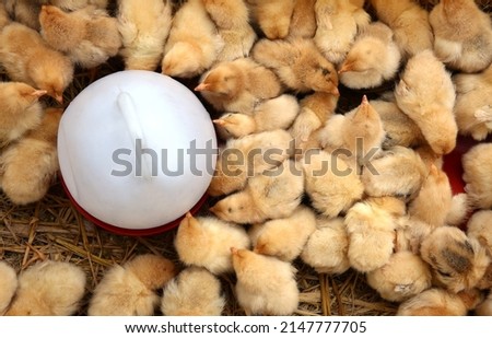 Group of chicks crowded in farm