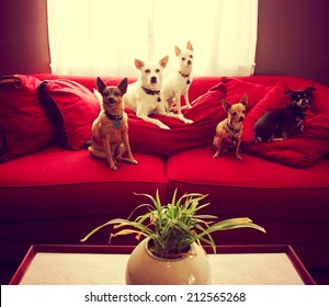 A Group Of Chihuahua Dogs Sitting On A Couch In A Living Room Toned With A Retro Vintage Instagram Filter Effect 