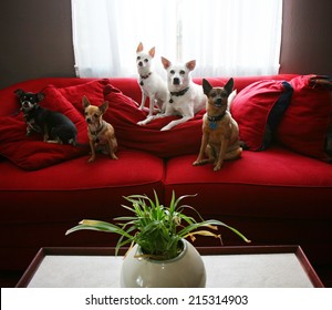 A Group Of Chihuahua Dogs Sitting On A Couch In A Living Room