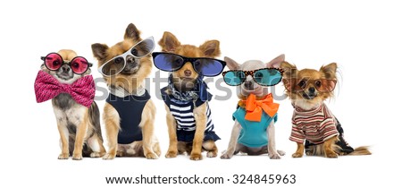 Group of Chihuahuas dressed, wearing glasses and bow ties