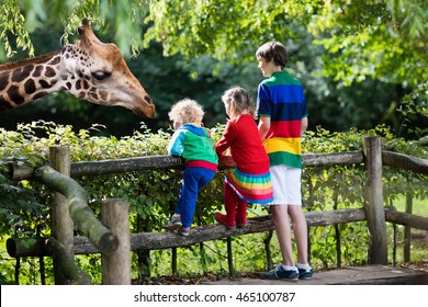 Group Of Children, School Student, Little Toddler Boy And Preschool Girl Watching And Feeding Giraffe Animals At The Zoo On Sunny Summer Day. Wildlife Experience For Kids At Animal Safari Park. 