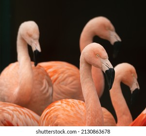 Group of Chilean flamingos (Phoenicopterus chilensis) isolated against a black background. Beautiful wading birds. 