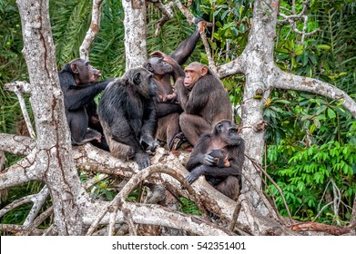 Group of Chimpanzee (Pan troglodytes)  on mangrove branches. Mother-chimpanzee sits and holds on hands of the cub. Chimpanzees (chimps), (Pan troglodytes troglodytes). Congo. Africa. - Shutterstock ID 542351401